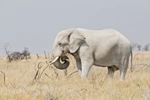 Images Dated 22nd August 2013: African Elephant -Loxodonta africana- grazing in the steppe, Etosha National Park, Namibia