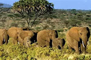 African elephant (Loxodonta africana) herd