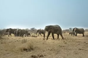 African elephant -Loxodonta africana-, herd, Tsumcor water hole, Etosha National Park, Namibia