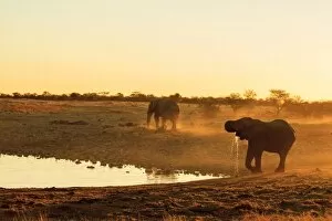 Elephantidae Gallery: African Elephant -Loxodonta africana-, male, Etosha National Park, Namibia, Africa