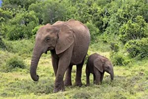 Baby Elephant Prints: African elephant -Loxodonta africana- mother with young