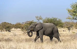 African Elephant -Loxodonta africana- moving through dry bushland, , Etosha National Park, Namibia