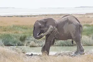 African Elephant -Loxodonta africana- sprayed itself with water, Etosha National Park, Namibia
