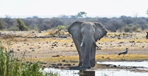 African Elephant -Loxodonta africana- standing at the water, Etosha National Park, water point Koinachas, Namibia