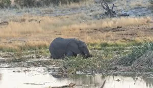 Images Dated 20th August 2012: African Elephant -Loxodonta africana- standing in water drinking, Homob water hole