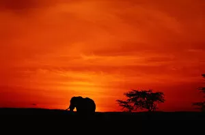 Images Dated 16th September 2005: African elephant (Loxodonta africana) standing, at sunset, side view, Masai Mara, Kenya