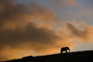 Paul Souders Photography Prints: African elephant (Loxodonta africana) standing on ridge at sunset
