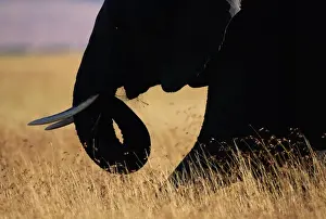 Paul Souders Photography Prints: African elephant (Loxodonta africana) walking through grass