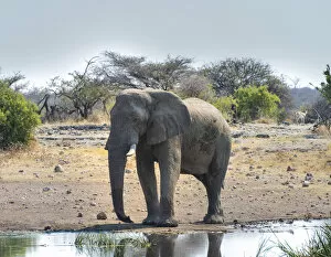 African Elephant -Loxodonta africana- at the waterhole, Etosha National Park, Koinachas waterhole, Namibia