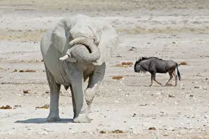 Wildebeest Prints: African Elephant -Loxodonta africana- and Wildebeest -Connochaetes sp
