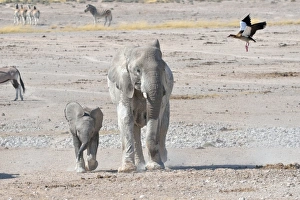 Images Dated 3rd June 2014: African Elephant -Loxodonta africana- with young, and Egyptian Goose -Alopochen aegyptiacus