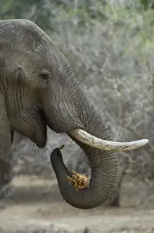 Ben Cranke Prints: African elephant, Mana Pools NP, Zimbabwe