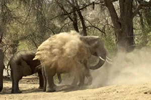Ben Cranke Gallery: African Elephant, Ugab River, Namibia