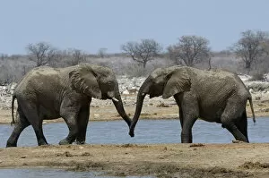 Images Dated 11th October 2007: African elephants, Etosha National Park, Namibia