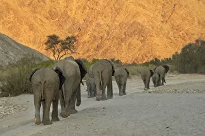 Images Dated 28th September 2007: African Elephants, Hoanib River, Namibia