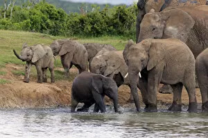 Images Dated 17th December 2013: African Elephants -Loxodonta africana-, herd with young at a waterhole