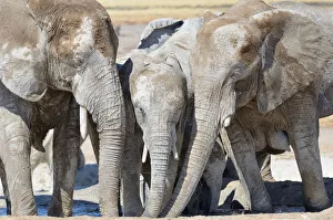 Images Dated 3rd June 2014: African Elephants -Loxodonta africana-, covered with dried mud, drinking at Newbroni waterhole