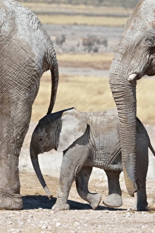 Images Dated 3rd June 2014: African Elephants -Loxodonta africana-, a baby surrounded by two adults, at Newbroni waterhole