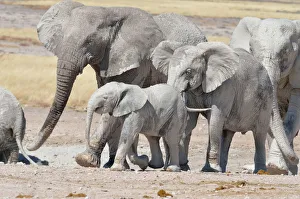 Images Dated 3rd June 2014: African Elephants -Loxodonta africana-, covered with mud, near Newbroni waterhole