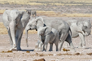 Images Dated 3rd June 2014: African Elephants -Loxodonta africana-, covered with mud, near Newbroni waterhole