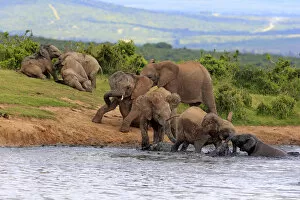 Images Dated 17th December 2013: African Elephants -Loxodonta africana-, herd with young animals at the waterhole