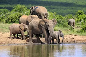 Images Dated 17th December 2013: African Elephants -Loxodonta africana-, herd with young animals at the waterhole
