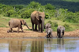 Images Dated 17th December 2013: African Elephants -Loxodonta africana-, adult with young animals at the waterhole