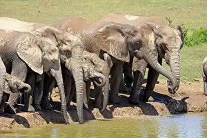 Images Dated 15th December 2013: African Elephants -Loxodonta africana-, herd with young at the waterhole