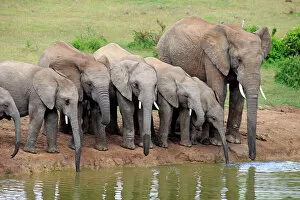 Safari Animals Gallery: African Elephants -Loxodonta africana-, herd with young at the waterhole