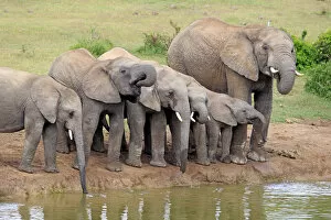 Images Dated 17th December 2013: African Elephants -Loxodonta africana-, herd with young at the waterhole