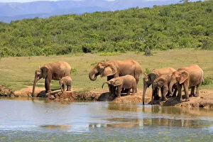 Images Dated 15th December 2013: African Elephants -Loxodonta africana-, herd with young animals at the waterhole