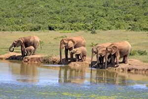 Images Dated 15th December 2013: African Elephants -Loxodonta africana-, herd with young animals at the waterhole