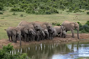 Images Dated 17th December 2013: African Elephants -Loxodonta africana-, herd at waterhole, Addo Elephant National Park