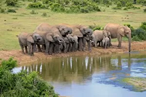 Images Dated 17th December 2013: African Elephants -Loxodonta africana-, herd at waterhole, Addo Elephant National Park