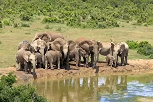 Images Dated 15th December 2013: African Elephants -Loxodonta africana-, herd at waterhole, Addo Elephant National Park