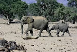 Images Dated 8th April 2013: African elephants -Loxodonta africana-, desert elephant, mother