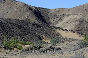 Images Dated 8th April 2013: African elephants -Loxodonta africana-, desert elephants in the Aba-Huab dry riverbed, Damaraland