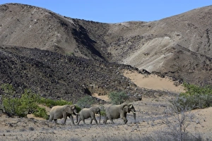 Images Dated 8th April 2013: African elephants -Loxodonta africana-, desert elephants in the Aba-Huab dry riverbed, Damaraland