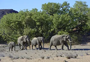 Images Dated 8th April 2013: African elephants -Loxodonta africana-, desert elephants, Damaraland, Kunene Region, Namibia