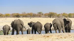 Calf Prints: African Elephants -Loxodonta africana