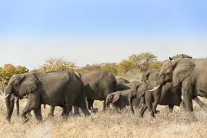 Gregarious Animal Prints: African elephants -Loxodonta africana