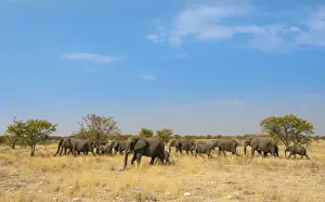 Gregarious Animal Prints: African elephants -Loxodonta africana