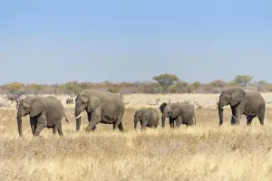 African elephants -Loxodonta africana-, herd moving through dry grass, Etosha National Park, Namibia