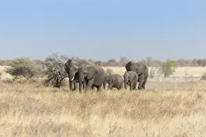 African elephants -Loxodonta africana-, herd moving through dry grass, Etosha National Park, Namibia