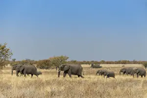 African elephants -Loxodonta africana-, herd moving through dry grass, Etosha National Park, Namibia
