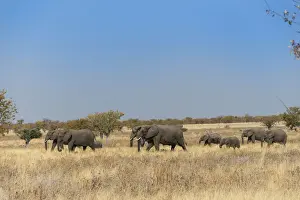 Gregarious Animal Prints: African elephants -Loxodonta africana