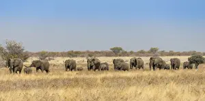 Gregarious Animal Prints: African elephants -Loxodonta africana
