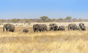Gregarious Animal Prints: African elephants -Loxodonta africana