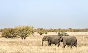 African Elephants -Loxodonta africana-, group moving through the dry grass, Etosha National Park, Namibia