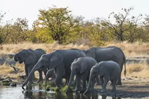 Images Dated 21st August 2012: African Elephants -Loxodonta africana-, herd drinking at the Nuamses waterhole